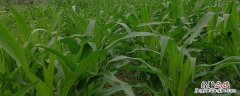 玉米啥时候打药 玉米营养药什么时候打
