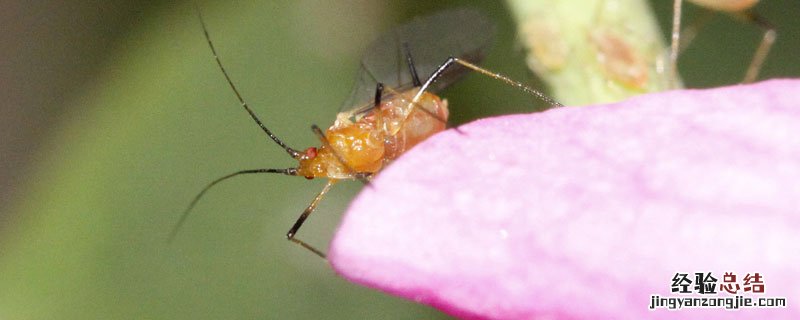 玉米地蚜虫用什么药 玉米蚜虫用什么药防治