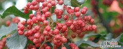 花椒树流胶病用什么药物治疗 花椒树流胶病特效药