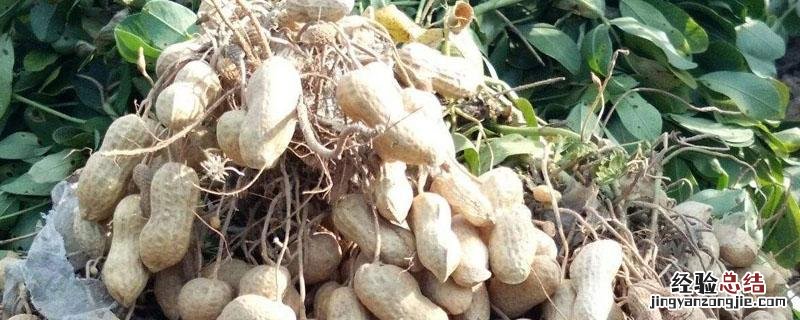 花生地下害虫打什么药 花生地下虫用什么农药好