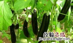 冻茄子怎么冻 冻茄子怎么冻好