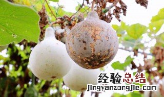 葫芦和丝瓜可以种在一起吗 葫芦和丝瓜可以种在一起吗?