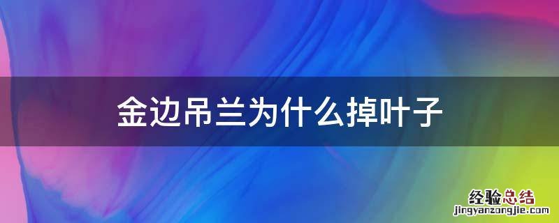 金边吊兰掉叶子怎么回事 金边吊兰为什么掉叶子