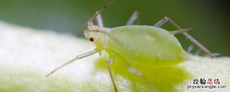 下面哪种蚜虫对人类很有益处 哪种蚜虫对人类很有益处
