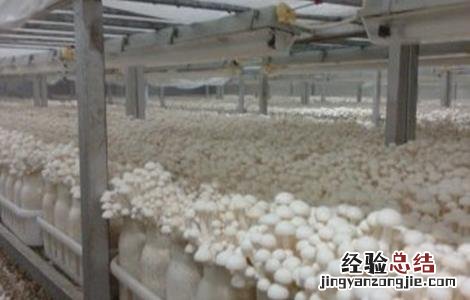 白玉菇怎么种好看 白玉菇怎么种好