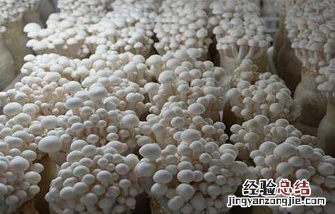 白玉菇怎么种好看 白玉菇怎么种好