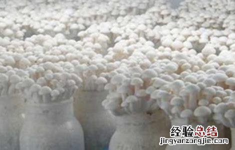 白玉菇怎么种好看 白玉菇怎么种好