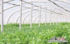 如何种植香菜才能获得高产 如何种植香菜才能获得高产呢
