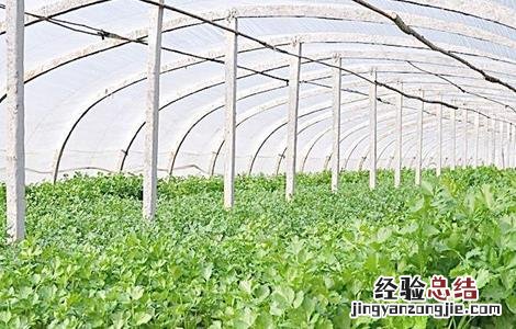 如何种植香菜才能获得高产 如何种植香菜才能获得高产呢