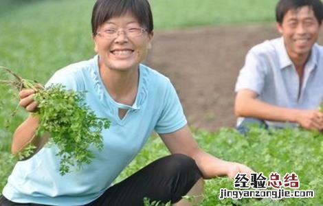 如何种植香菜才能获得高产 如何种植香菜才能获得高产呢