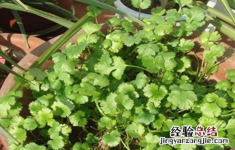如何种植香菜才能获得高产 如何种植香菜才能获得高产呢