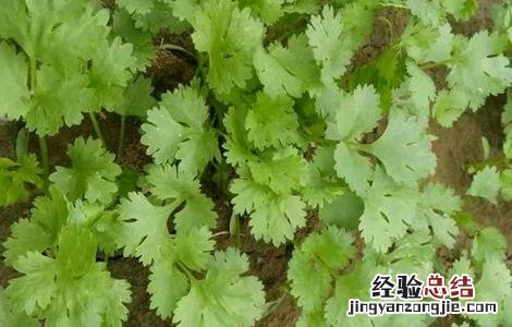 如何种植香菜才能获得高产 如何种植香菜才能获得高产呢