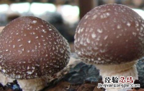 种植香菇的注意事项和要求 种植香菇的注意事项