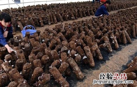 种植香菇的注意事项和要求 种植香菇的注意事项