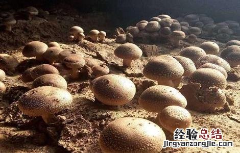 种植香菇的注意事项和要求 种植香菇的注意事项