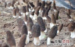 羊肚菌的种植技术 羊肚菌的种植技术培育种子