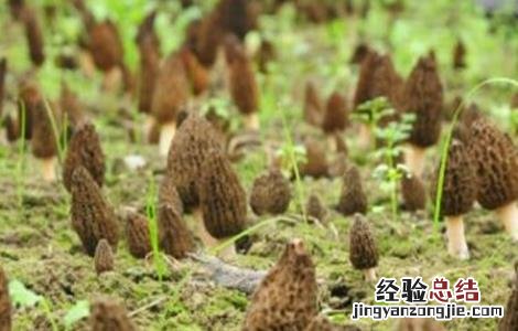 羊肚菌的种植技术 羊肚菌的种植技术培育种子