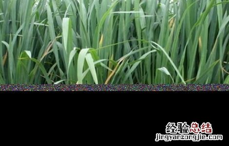 茭白如何施肥 茭白施肥时间和用量