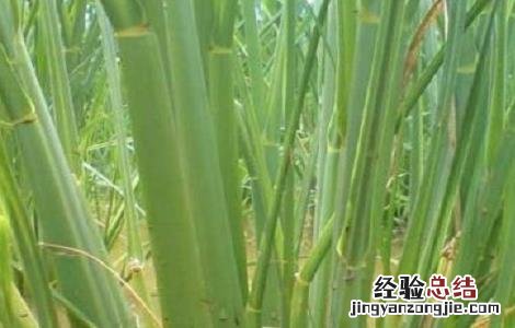 茭白如何施肥 茭白施肥时间和用量