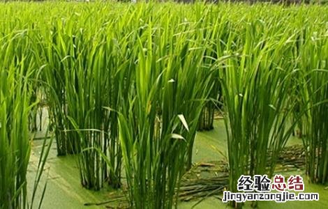 茭白如何施肥 茭白施肥时间和用量