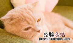 猫为什么这么冷淡 猫为什么这么冷血