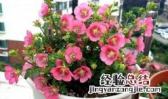 小木槿夏天怎么养护 小木槿夏天怎么养
