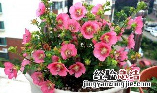 小木槿夏天怎么养护 小木槿夏天怎么养