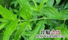 高血压的人可以吃鳄嘴花吗 高血压患者能吃鳄鱼肉吗