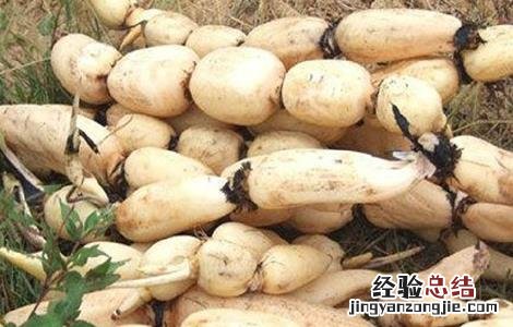 莲藕为什么只长叶子不长藕呢 莲藕为什么只长叶子不长藕