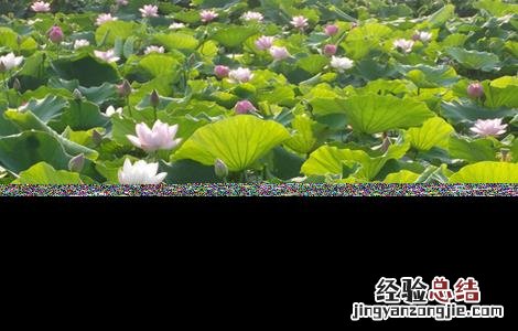 莲藕为什么只长叶子不长藕呢 莲藕为什么只长叶子不长藕