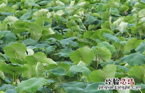 莲藕为什么只长叶子不长藕呢 莲藕为什么只长叶子不长藕