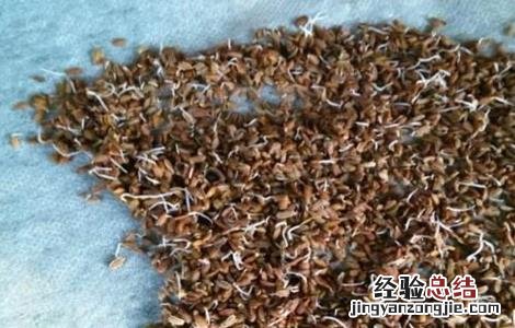 芹菜的催芽方法 芹菜的催芽方法视频