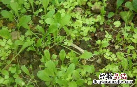 芹菜的催芽方法 芹菜的催芽方法视频