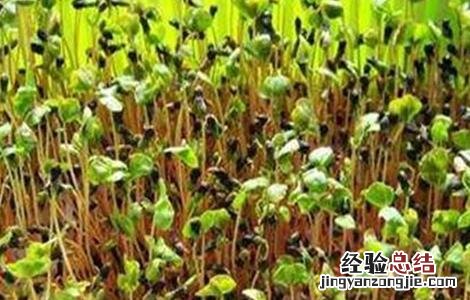芹菜的催芽方法 芹菜的催芽方法视频