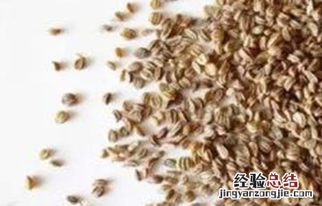 芹菜的催芽方法 芹菜的催芽方法视频