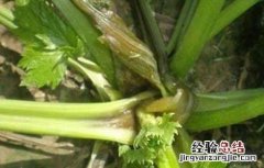 芹菜烂心的原因及防治方法图片 芹菜烂心的原因及防治方法