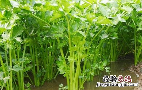 芹菜烂心的原因及防治方法图片 芹菜烂心的原因及防治方法