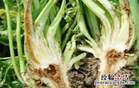 芹菜烂心的原因及防治方法图片 芹菜烂心的原因及防治方法