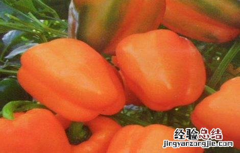 甜辣椒的种植方法和时间 甜椒的种植时间与方法