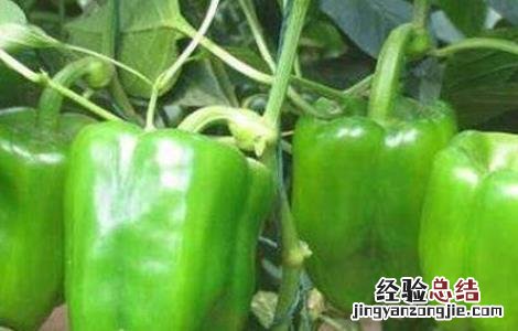 甜辣椒的种植方法和时间 甜椒的种植时间与方法