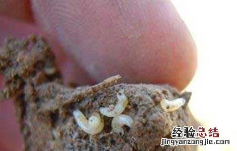 洋葱头腐烂的原因及防治方法图片 洋葱头腐烂的原因及防治方法