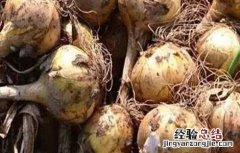 洋葱头腐烂的原因及防治方法图片 洋葱头腐烂的原因及防治方法