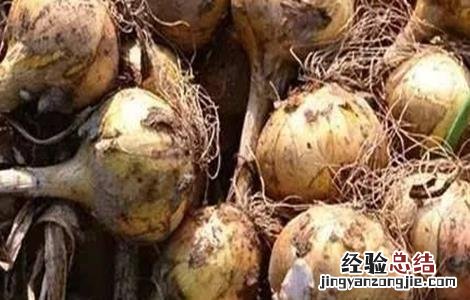 洋葱头腐烂的原因及防治方法图片 洋葱头腐烂的原因及防治方法