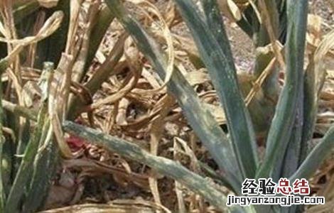 洋葱头腐烂的原因及防治方法图片 洋葱头腐烂的原因及防治方法