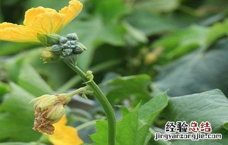 丝瓜烂花病的防治方法 丝瓜烂花的原因及防治方法