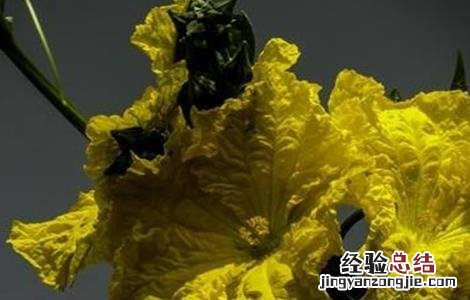 丝瓜烂花病的防治方法 丝瓜烂花的原因及防治方法