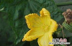 丝瓜烂花病的防治方法 丝瓜烂花的原因及防治方法