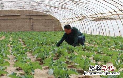 西葫芦高产栽培技术 西葫芦高产栽培技术要点