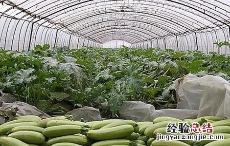 西葫芦高产栽培技术 西葫芦高产栽培技术要点