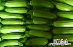 西葫芦高産栽培技术 西葫芦高産栽培技术要点